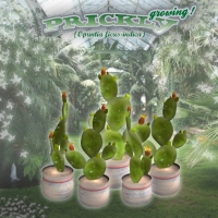 kaktusfeige4